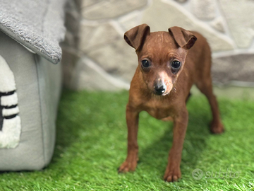 Pinscher