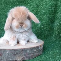 Coniglietti nani minilop ariete