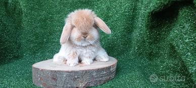 Coniglietti nani minilop ariete