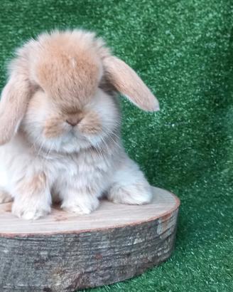 Coniglietti nani minilop ariete