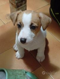 Cuccioli di Jack Russell