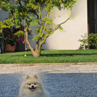 Pomerania
