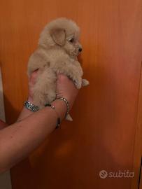 Maltipoo