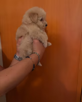 Maltipoo