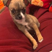 Cucciolo di chihuahua