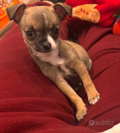 Cucciolo di chihuahua