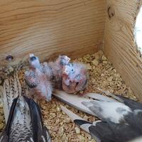 Pulli di calopsite anche femmina