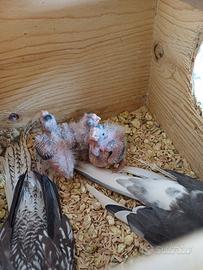 Pulli di calopsite anche femmina