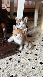 Gattini