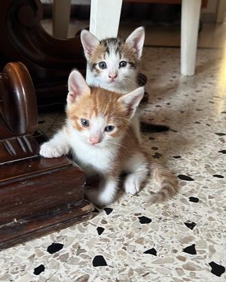 Gattini