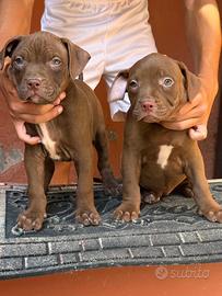 Cuccioli di pittbull