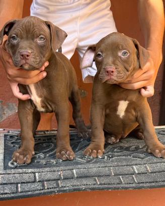 Cuccioli di pittbull