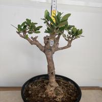 Ulivo prebonsai U23