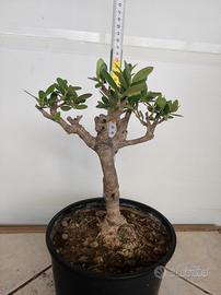 Ulivo prebonsai U23