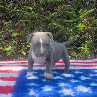 Cuccioli amstaff con pedigree