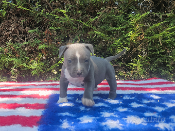 Cuccioli amstaff con pedigree