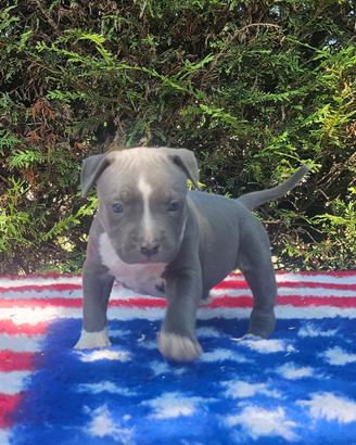 Cuccioli amstaff con pedigree