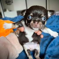 Chihuahua cucciola cioccolato occhi verdi