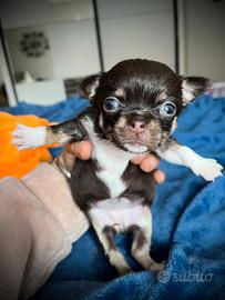 Chihuahua cucciola cioccolato occhi verdi