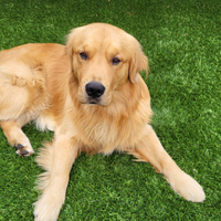 Golden retriever americano puro 100%