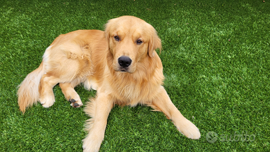 Golden retriever americano puro 100%