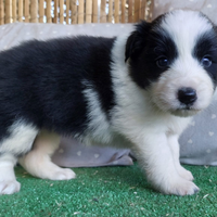 Border collie cuccioli