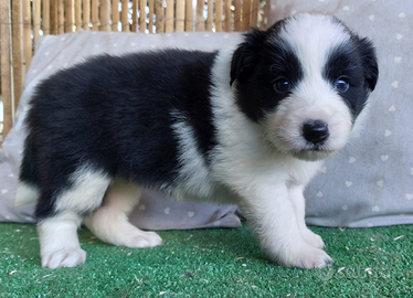 Border collie cuccioli