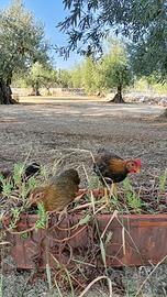 Gallo Mericanel della Brianza