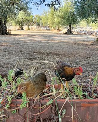Gallo Mericanel della Brianza