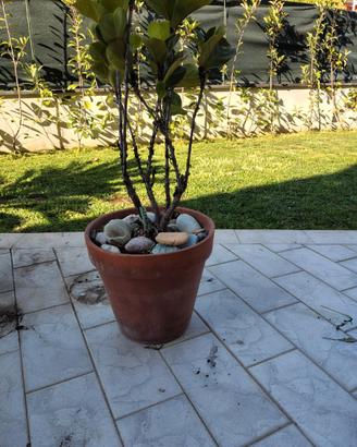 Grande Ficus lyrata – esemplare adulto