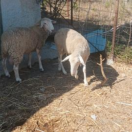 Agnelli incrocio texel e bergamasco