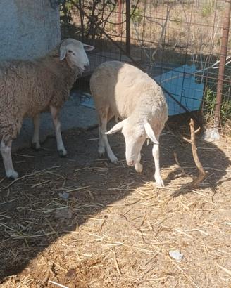 Agnelli incrocio texel e bergamasco