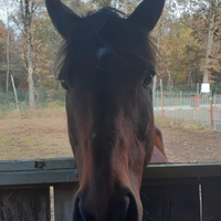 Castrone PSI del 2010