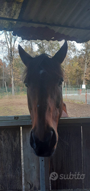 Castrone PSI del 2010