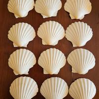 Conchiglie come piatti da antipasti 