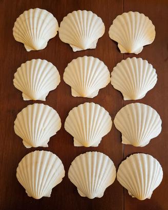 Conchiglie come piatti da antipasti 