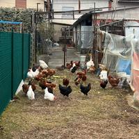 Galline