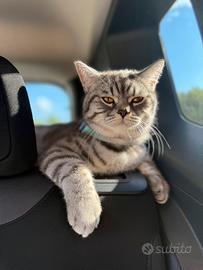 Gatto schottish straight per accoppiamento