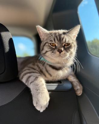Gatto schottish straight per accoppiamento