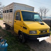 Iveco daily trasporto animali vivi