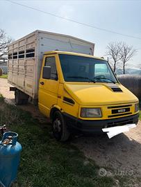 Iveco daily trasporto animali vivi