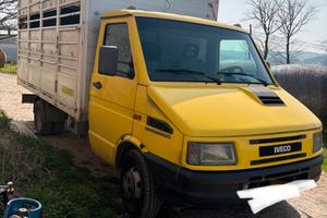 Iveco daily trasporto animali vivi