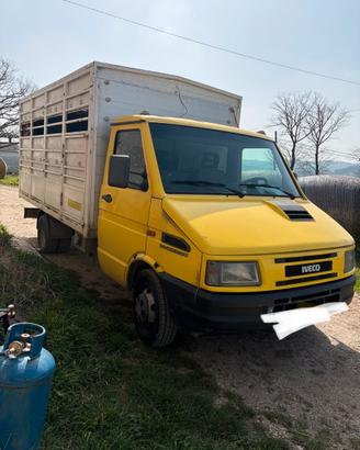 Iveco daily trasporto animali vivi
