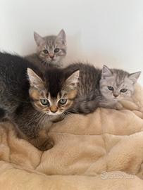 British shortair super affettuosi