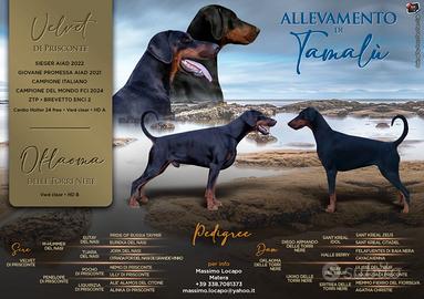 Cuccioli di Dobermann