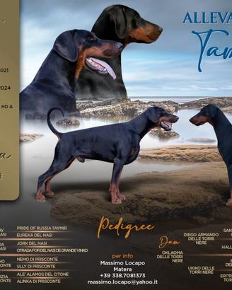 Cuccioli di Dobermann