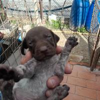 Cucciolu di bracco tedesco