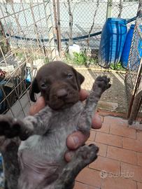 Cucciolu di bracco tedesco