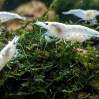 Neocaridine White Pearl