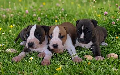 American Staffordshire Terrier ( Amstaff)